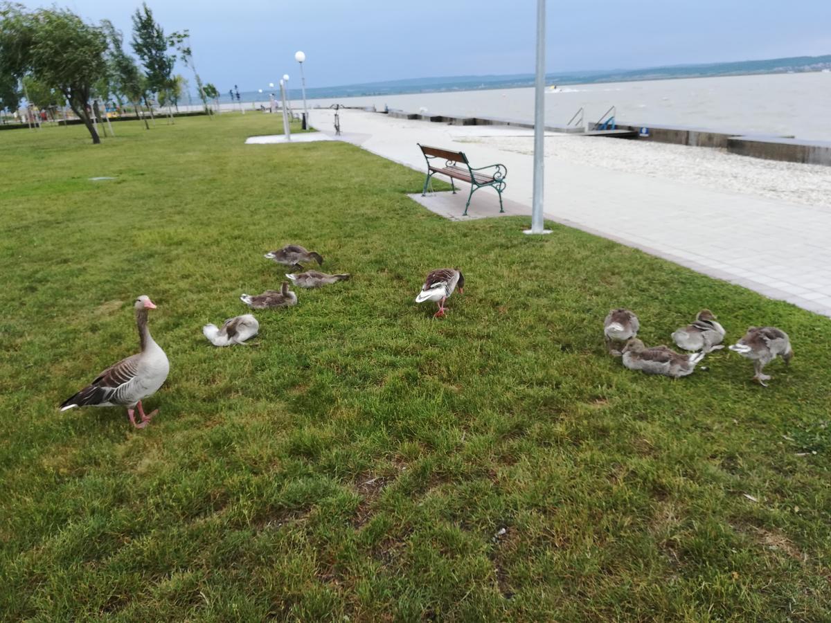 Ferienwohnungen Feldsee Illmitz Extérieur photo